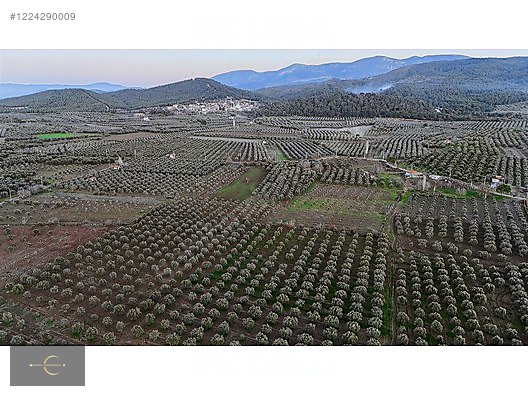AKHİSAR DA YÜKSEK POTANSİYELLİ ZEYTİN TARLASI