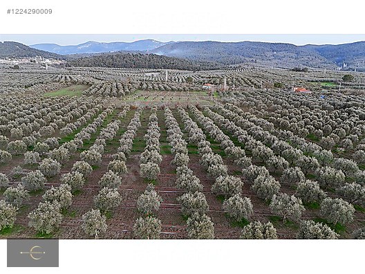 AKHİSAR DA YÜKSEK POTANSİYELLİ ZEYTİN TARLASI