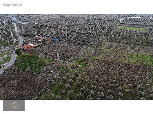 AKHİSAR DA YÜKSEK POTANSİYELLİ ZEYTİN TARLASI