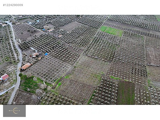 AKHİSAR DA YÜKSEK POTANSİYELLİ ZEYTİN TARLASI