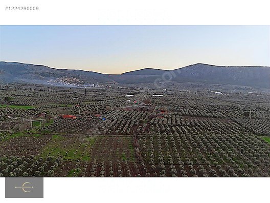 AKHİSAR DA YÜKSEK POTANSİYELLİ ZEYTİN TARLASI