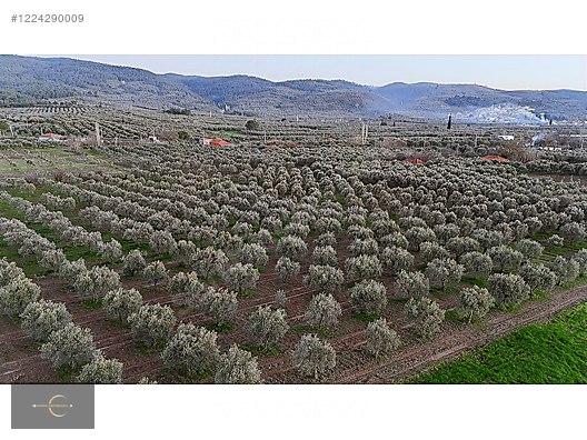 AKHİSAR DA YÜKSEK POTANSİYELLİ ZEYTİN TARLASI