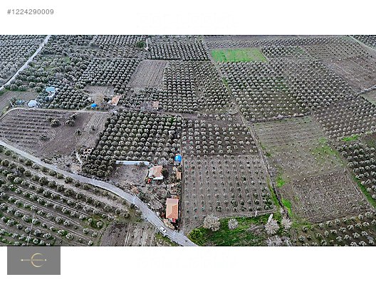 AKHİSAR DA YÜKSEK POTANSİYELLİ ZEYTİN TARLASI
