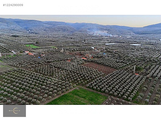 AKHİSAR DA YÜKSEK POTANSİYELLİ ZEYTİN TARLASI